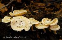 Clitocybe truncicola image