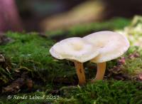 Clitocybe truncicola image