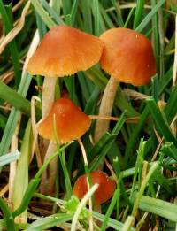 Conocybe smithii image