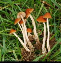 Conocybe smithii image