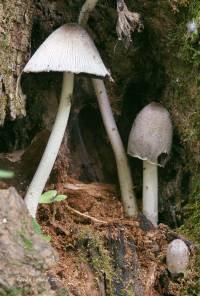 Coprinopsis insignis image