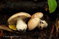 Cortinarius albidus image