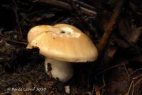 Cortinarius albidus image