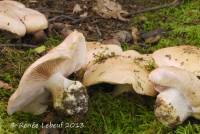 Cortinarius albidus image