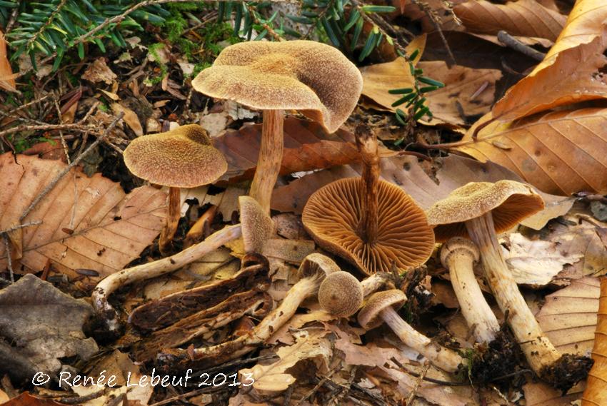 Cortinarius angelesianus image