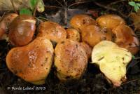 Cortinarius nanceiensis image