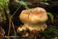 Cortinarius nanceiensis image