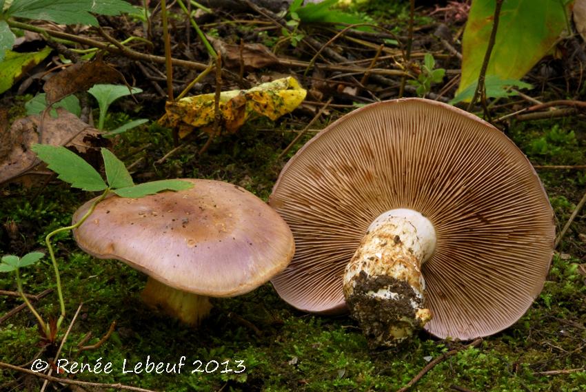 Cortinarius balteatocumatilis var. laetus image