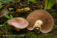 Cortinarius balteatocumatilis var. laetus image