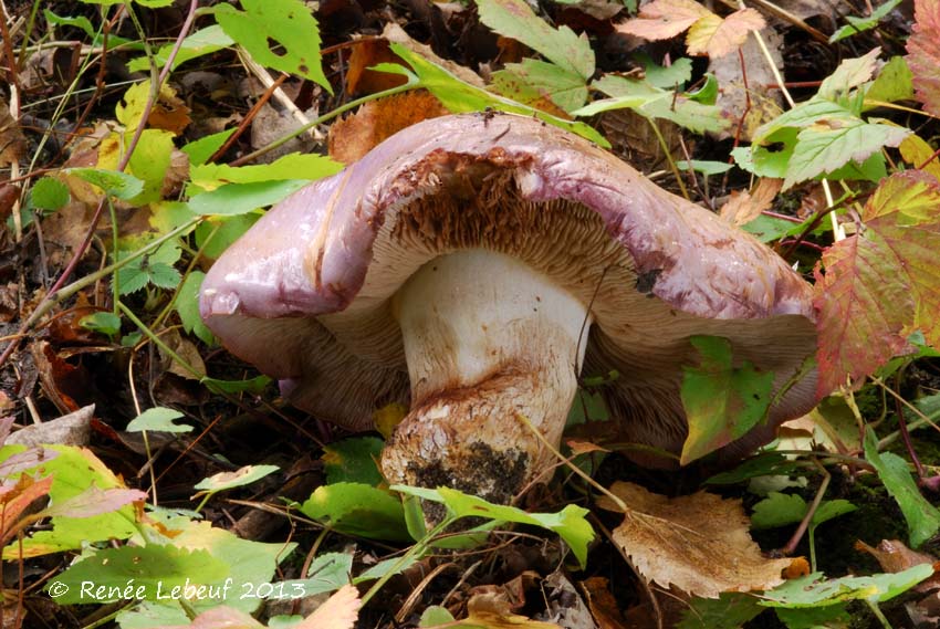 Cortinarius balteatocumatilis image