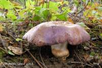 Cortinarius balteatocumatilis image