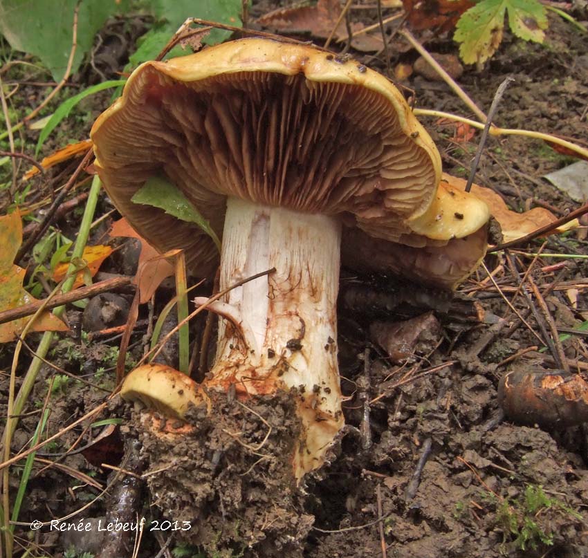 Cortinarius calochrous var. calochrous image