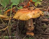 Cortinarius calochrous image