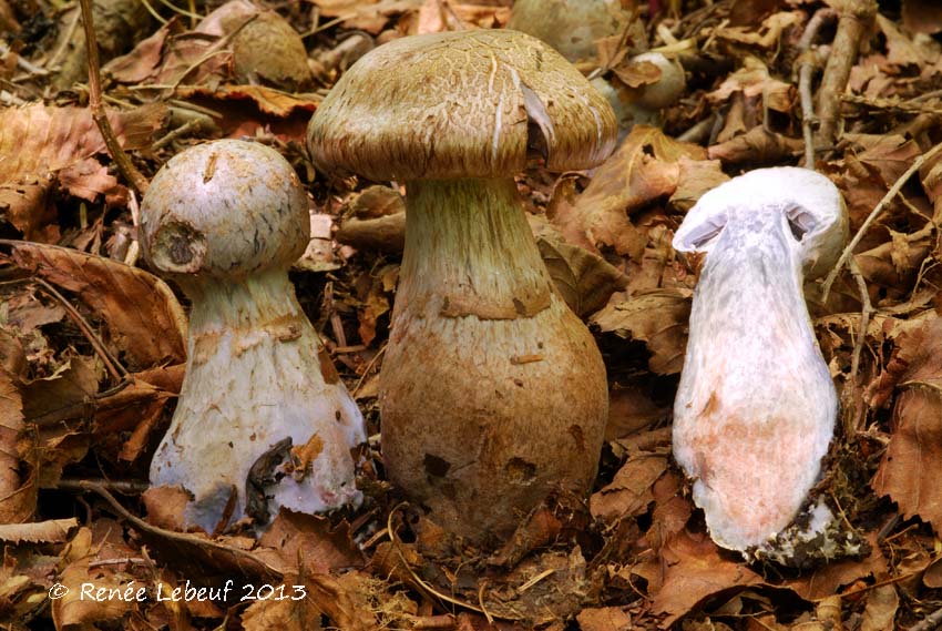 Cortinarius cyanites image