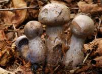 Cortinarius cyanites image