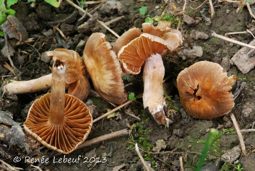 Cortinarius subscotoides image