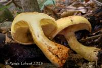 Image of Cortinarius flavifolius