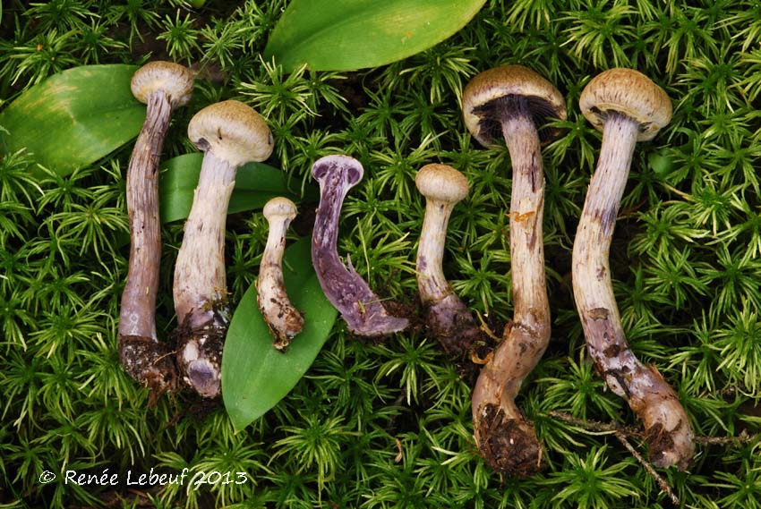 Cortinarius ultimiionophyllus image