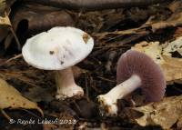 Cortinarius obliquus image