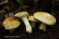 Cortinarius luteoarmillatus image