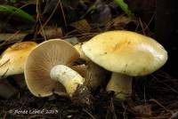 Cortinarius luteoarmillatus image