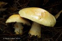 Cortinarius luteoarmillatus image