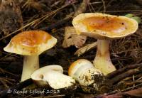 Cortinarius coloratus image