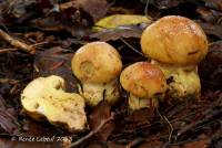 Cortinarius mussivus image