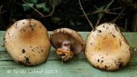 Cortinarius griseocoeruleus image