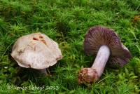 Cortinarius purpurascens image