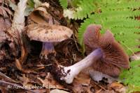 Cortinarius lilaceolamellatus image
