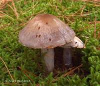 Cortinarius quarciticus image