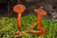 Cortinarius rubellus image