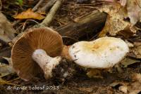 Cortinarius scaurotraganoides image