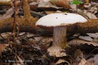 Cortinarius scaurotraganoides image