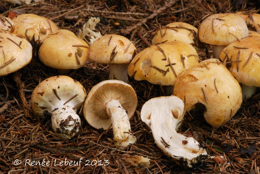 Cortinarius turmalis image