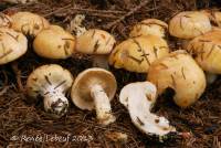 Image of Cortinarius turmalis