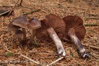 Image of Cortinarius suberythrinus