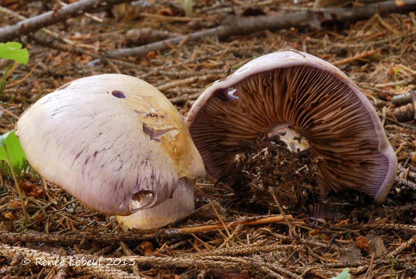 Cortinarius citriolens image