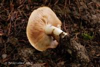 Cortinarius variosimilis image