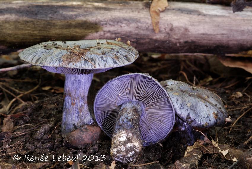 Cortinarius subsolitarius image