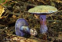 Cortinarius subsolitarius image