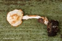 Cystolepiota hetieri image