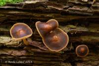 Collybia brunneola image