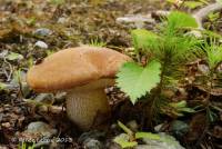 Leccinum rotundifoliae image