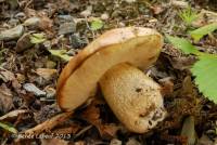 Leccinum rotundifoliae image