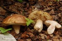 Leccinum rotundifoliae image