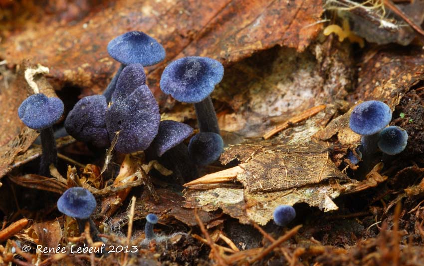 Entoloma chytrophilum image