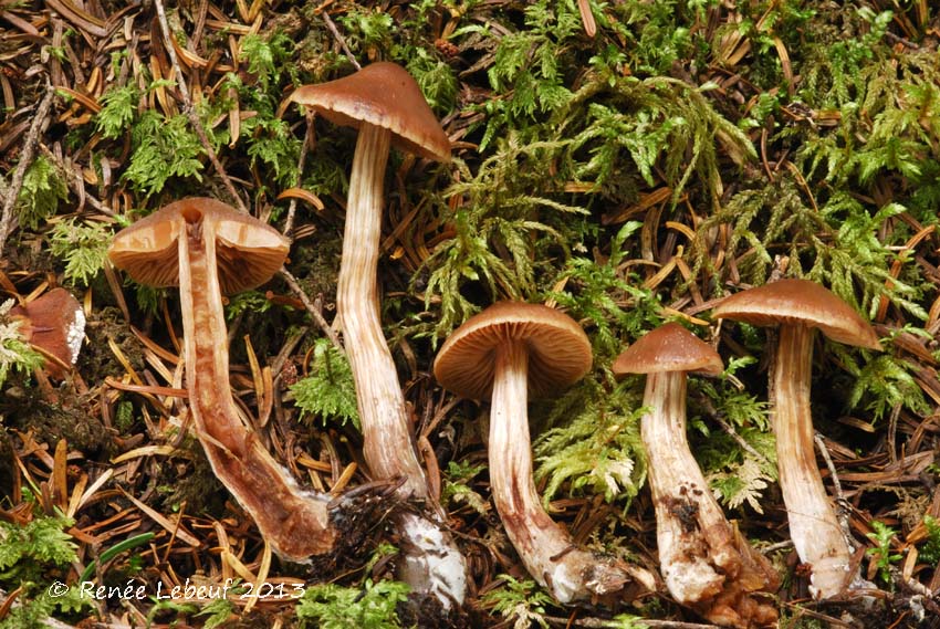 Cortinarius uraceus image