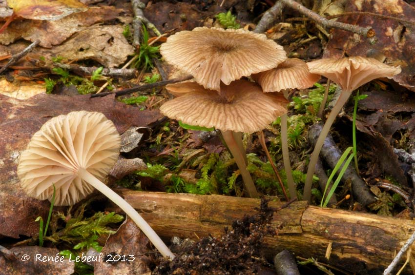 Entoloma watsonii image